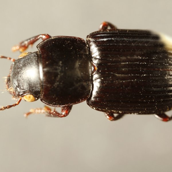 Selenophorus obscuricornis (G.R. Waterhouse, 1845)