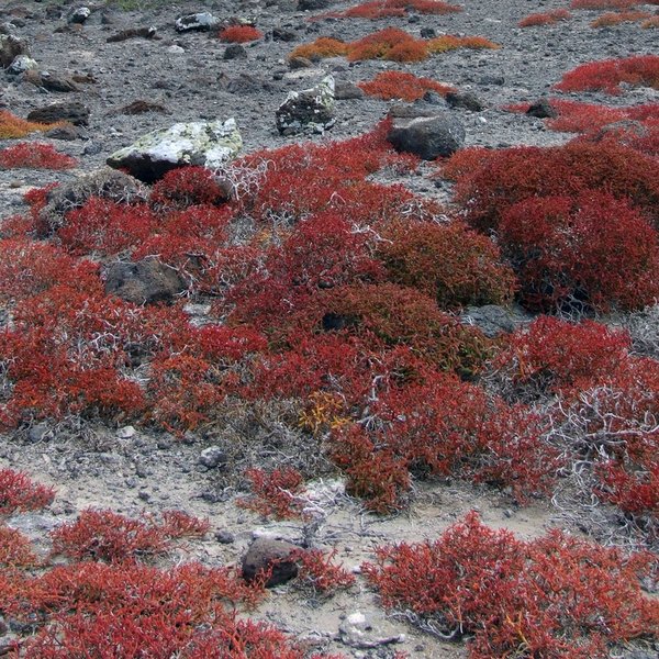 Sesuvium portulacastrum (L.) L.