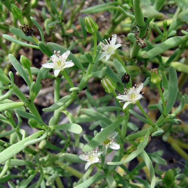 Sesuvium edmonstonei Hook. f.