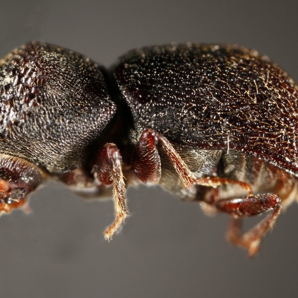 Sinoxylon unidentatum (Fabricius, 1801)