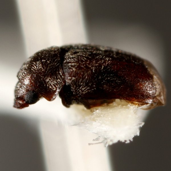 Stegobium paniceum (Linnaeus, 1761)