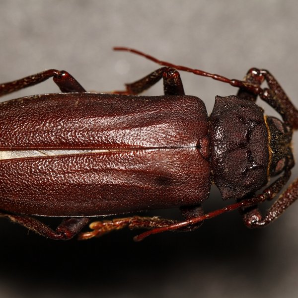 Strongylaspis kraepelini Lameere, 1903