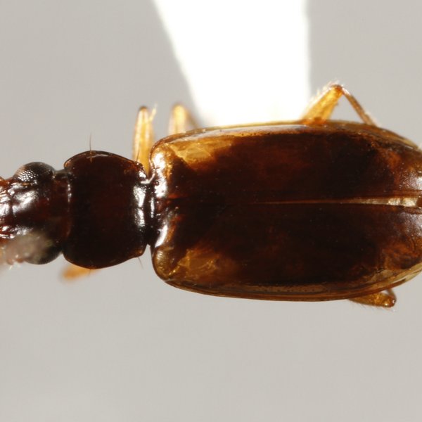 Tachys vittiger LeConte, 1851