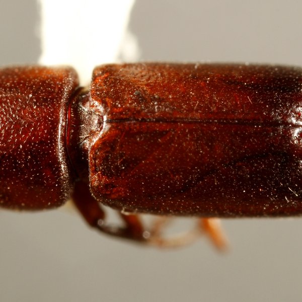 Tetrapriocera longicornis (Olivier, 1795)