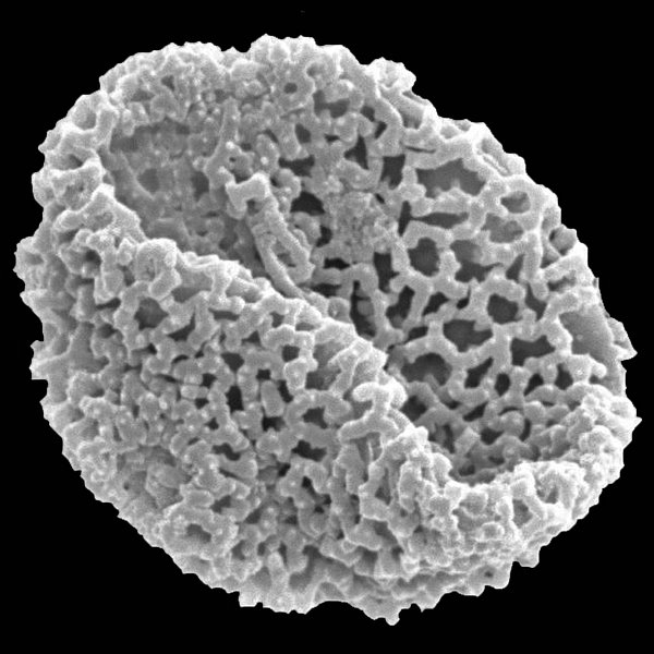 Tiquilia fusca (Hook. f.) A.T. Richardson