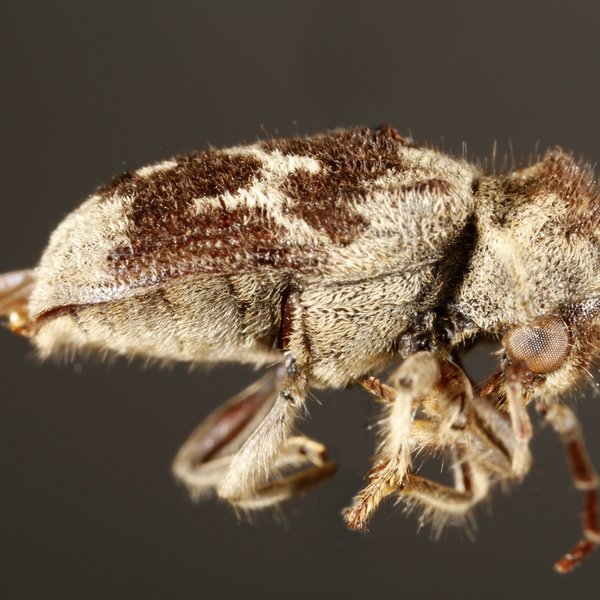 Trichodesma denticollis Blair, 1928