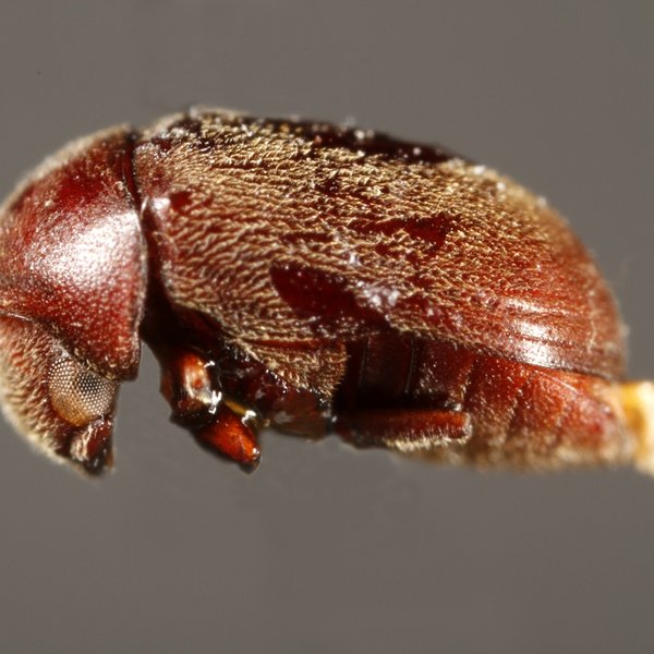 Tricorynus straeleni Español, 1976