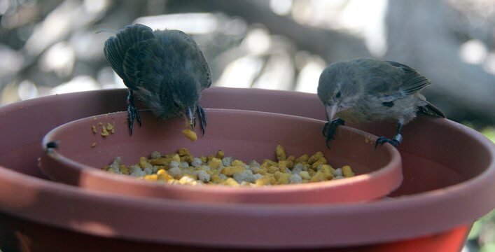 uveniles feeding on a plate outside of the aviary.