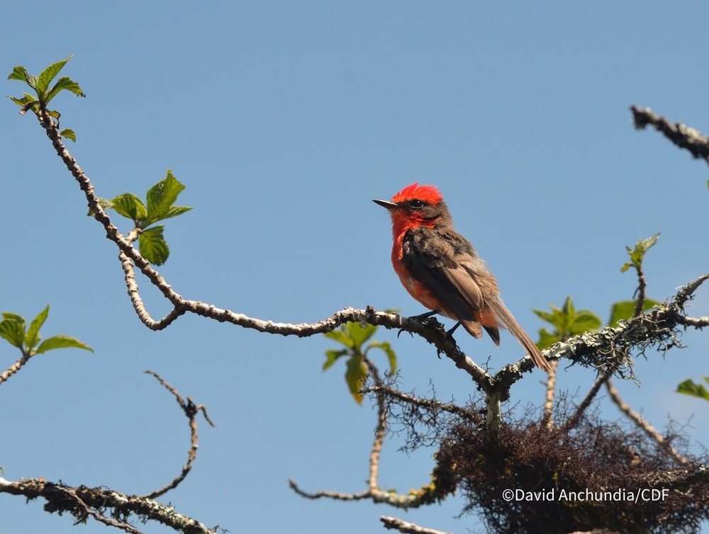 vermilion-en-rama-alcedo.jpg__1200x905_q85_crop_upscale.jpg