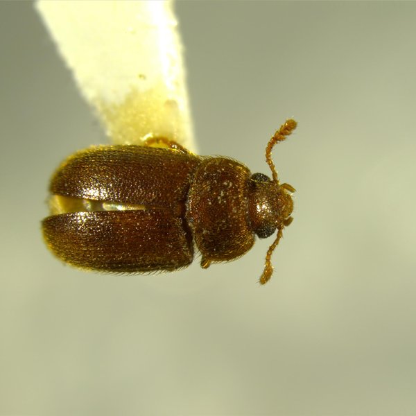 Typhaea stercorea (Linnaeus, 1758)