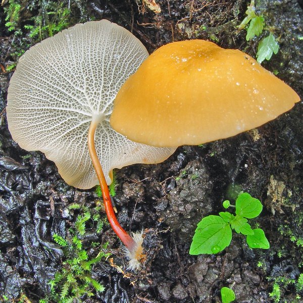 Marasmius cladophyllus Berk.