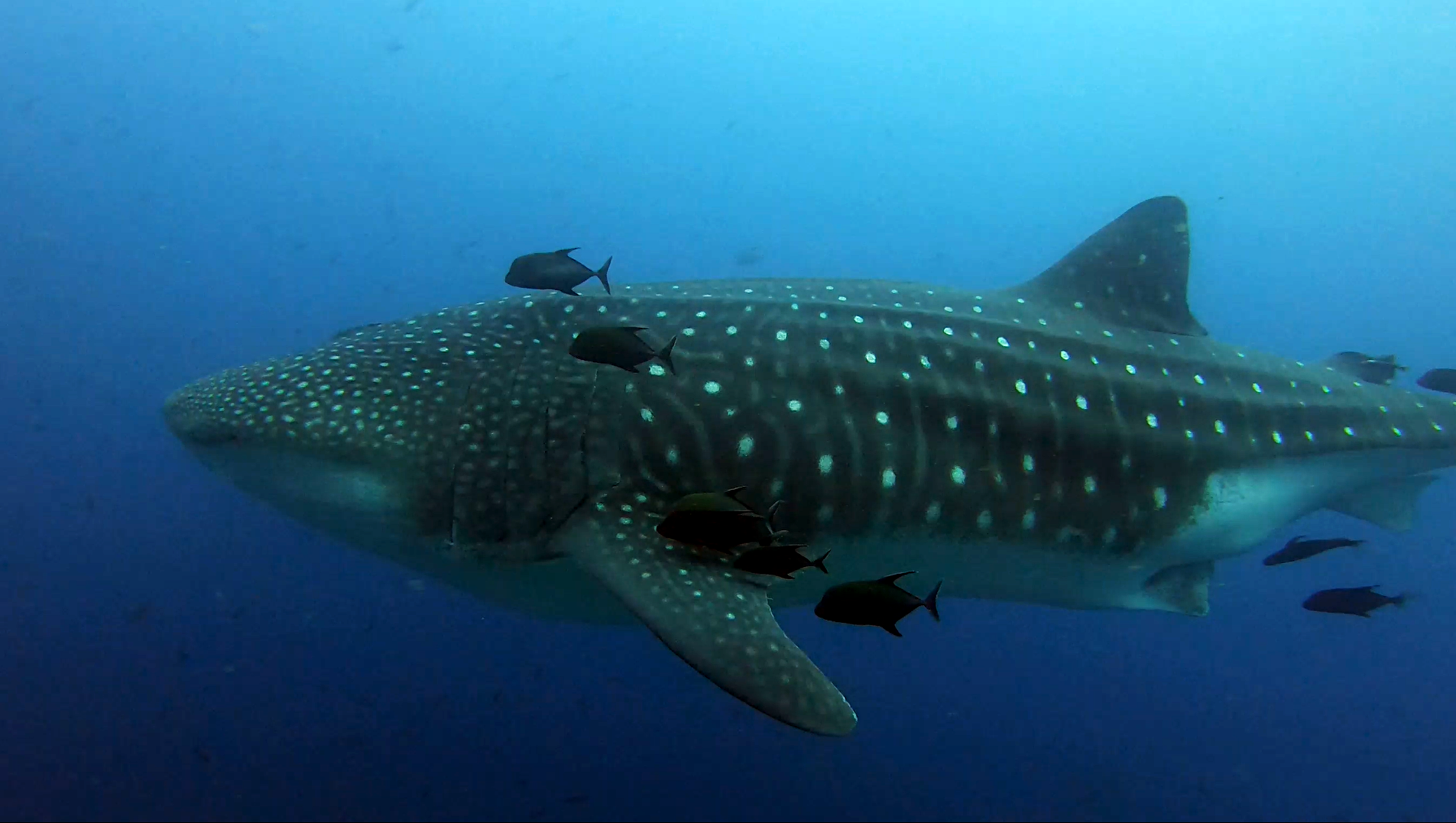 xwhale_shark2