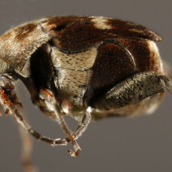 Zabrotes subfasciatus (Boheman, 1833)