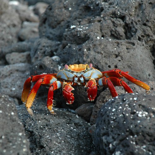Grapsus grapsus (Linnaeus, 1758)